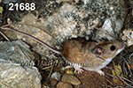 Peromyscus-leucopus tornillo